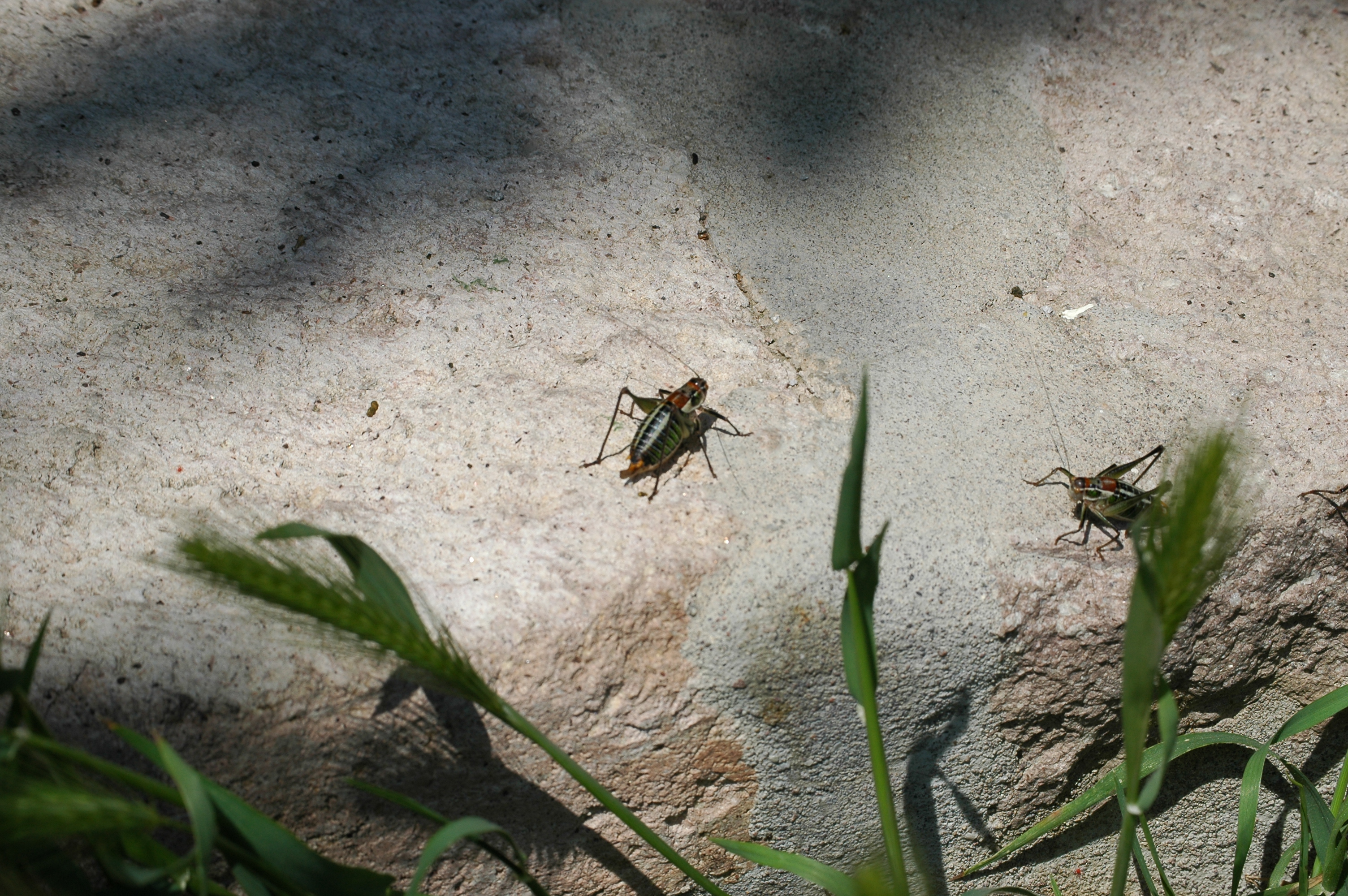 photos/wildlife/Invertebrate_Species/Lesvos_2006/Lesvos 2006 0312.JPG